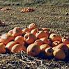 Pumpkins