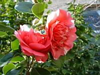 Camelias-OHSU01.jpg