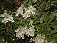 Pieris002.jpg