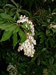 Pieris004.jpg