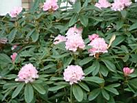 Rhodies-OHSU01.jpg