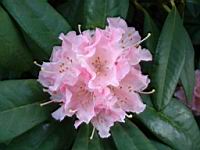 Rhodies-OHSU05.jpg