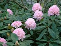 Rhodies-OHSU07.jpg