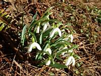 Snowdrop-OHSU02.jpg
