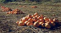 Pumpkins2.jpg